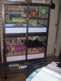 rat kingdom cage